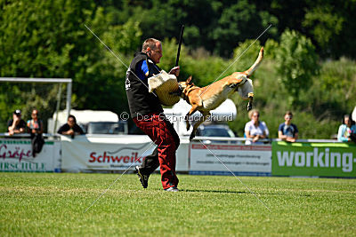 Chilly vom Clan der Wölfe