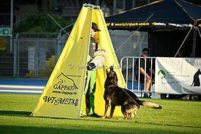 Chitto vom Drachenwolf