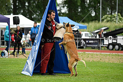 Clooney vom Clan der Wölfe
