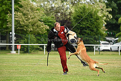Clooney vom Clan der Wölfe