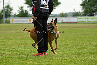 Clooney vom Clan der Wölfe