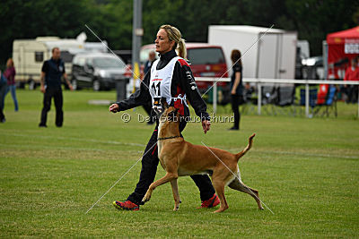 Clooney vom Clan der Wölfe