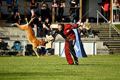 Clooney vom Clan der Wölfe