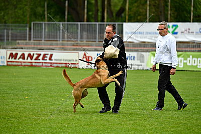 Codie von der schwarzen Mamba