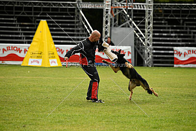 Condor Vikar