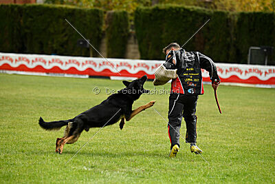 Condor Vikar