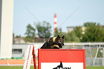Cooper vom Haus Oliver