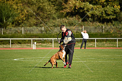 Corleone von den Strong Boxern