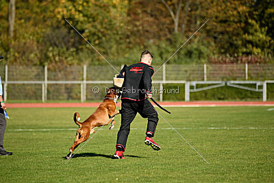 Corleone von den Strong Boxern