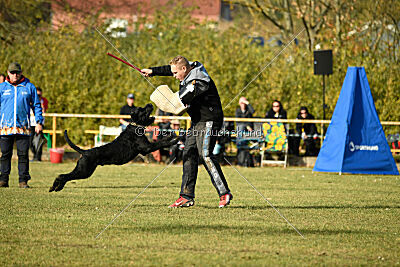 Crash la casa DeCillia