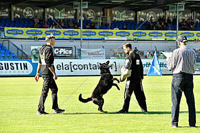 Crawall fortis lupus