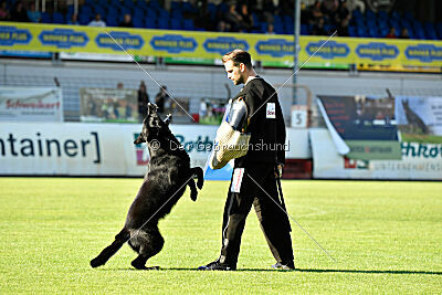 Crawall fortis lupus