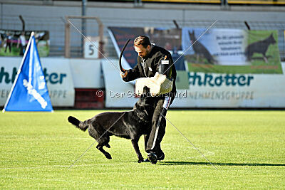 Crawall fortis lupus