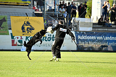 Crawall fortis lupus