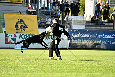 Crawall fortis lupus