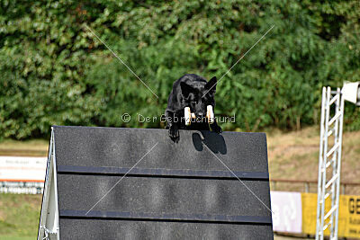 Crawall fortis lupus