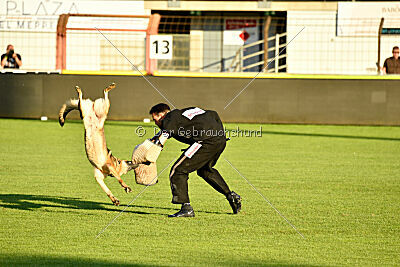 Crazy Canis Invictus