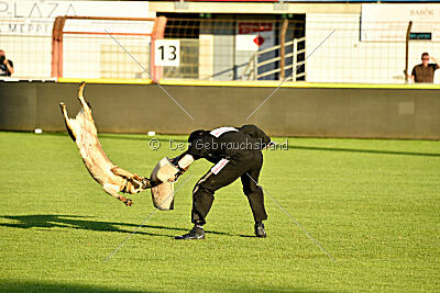 Crazy Canis Invictus