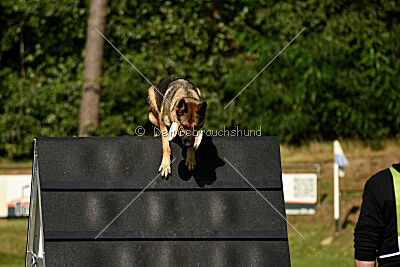 Crazy Canis Invictus