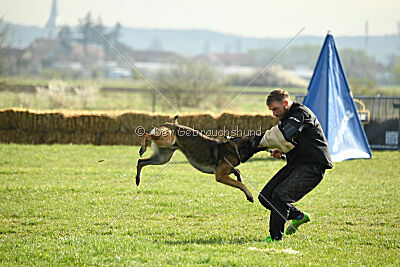 Crocodile iz Gratisano