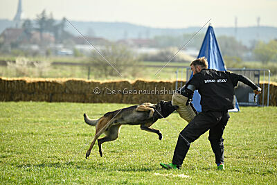 Crocodile iz Gratisano