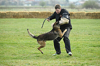 Crocodile iz Gratisano