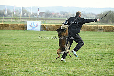 Crocodile iz Gratisano