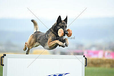 Crocodile iz Gratisano