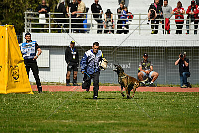 Crocodile z Udoli Jizery