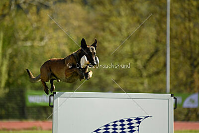 Crocodile z Udoli Jizery