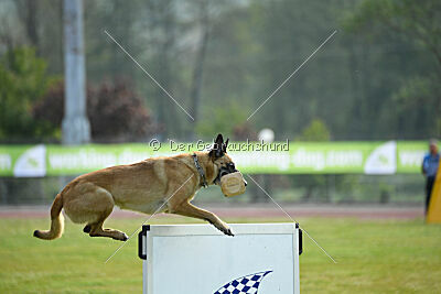 Dahawk de la Videmanette