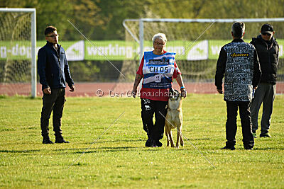 Dahawk de la Videmanette