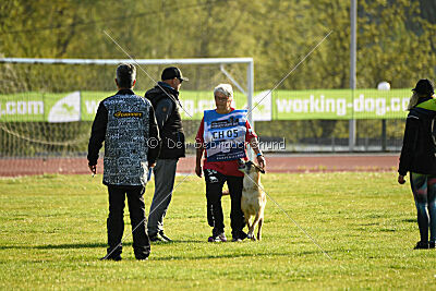 Dahawk de la Videmanette