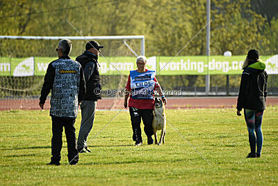 Dahawk de la Videmanette