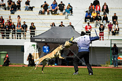 Dahawk de la Videmanette