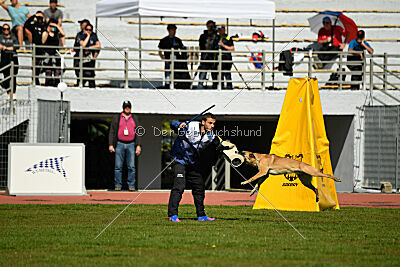 Dahawk de la Videmanette