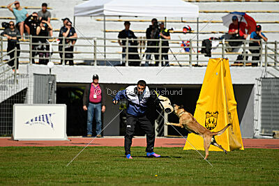 Dahawk de la Videmanette