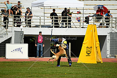 Dahawk de la Videmanette