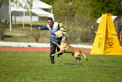 Dahawk de la Videmanette