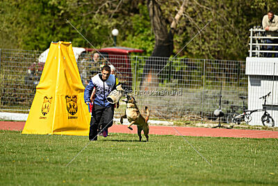 Dahawk de la Videmanette