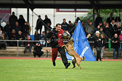 Daika von der schwarzen Mamba