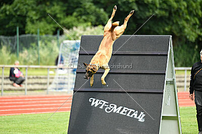 Daika von der schwarzen Mamba