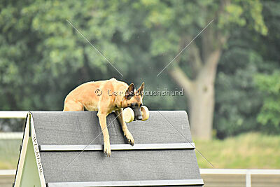 Daika von der schwarzen Mamba