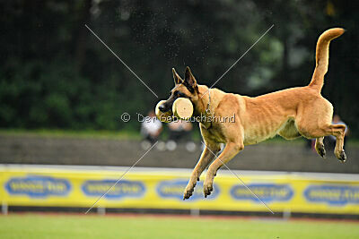 Daika von der schwarzen Mamba