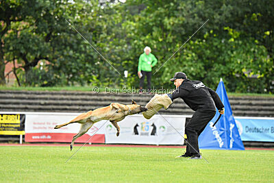 Daika von der schwarzen Mamba