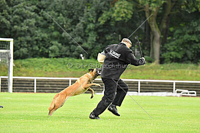 Daika von der schwarzen Mamba