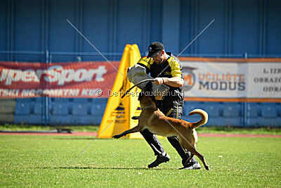 Daika von der schwarzen Mamba