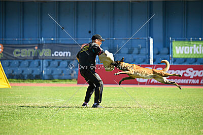 Daika von der schwarzen Mamba