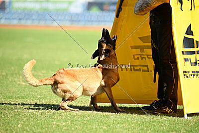 Daika von der schwarzen Mamba