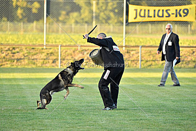 Daimond vom Haus Cokasa